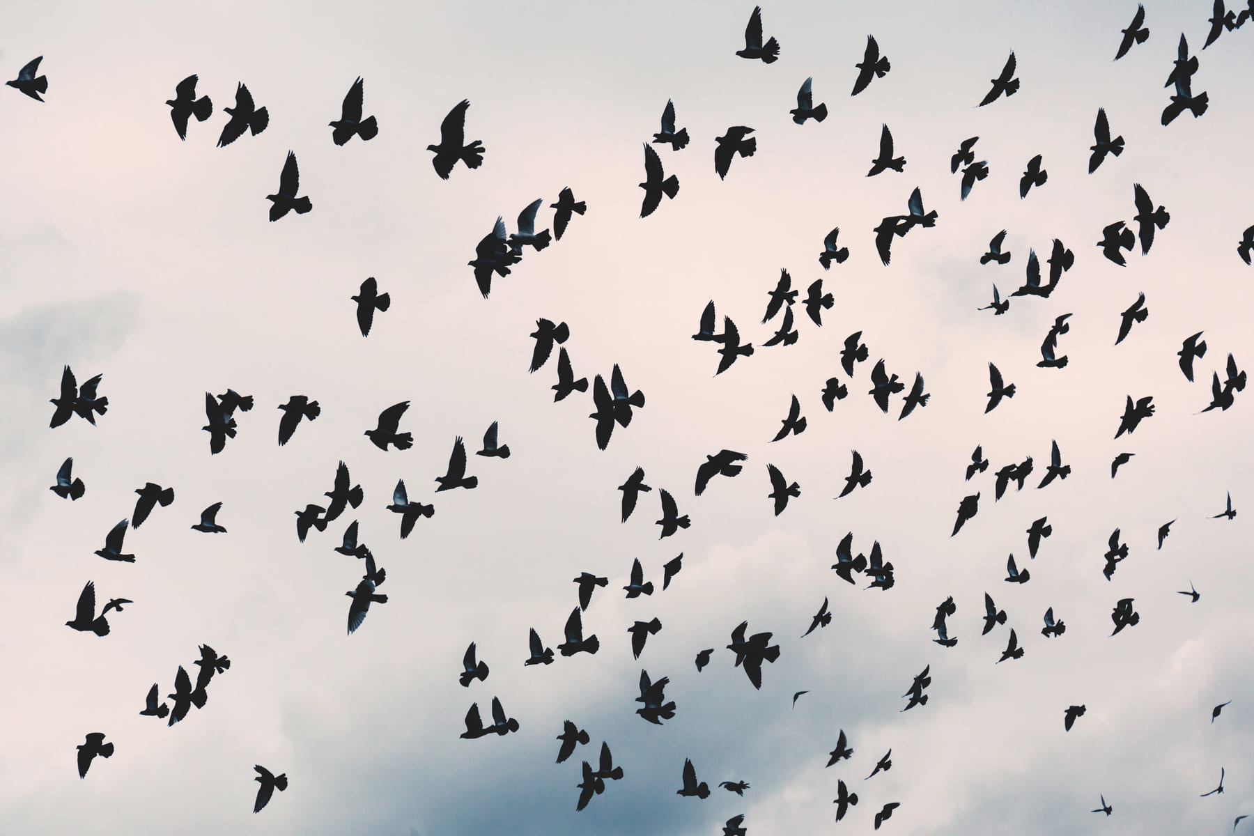 Flying pidgeons - freestocks.org - Free stock photo on Points and Pathways